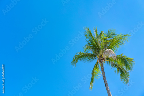 One palm tree against the blue sky