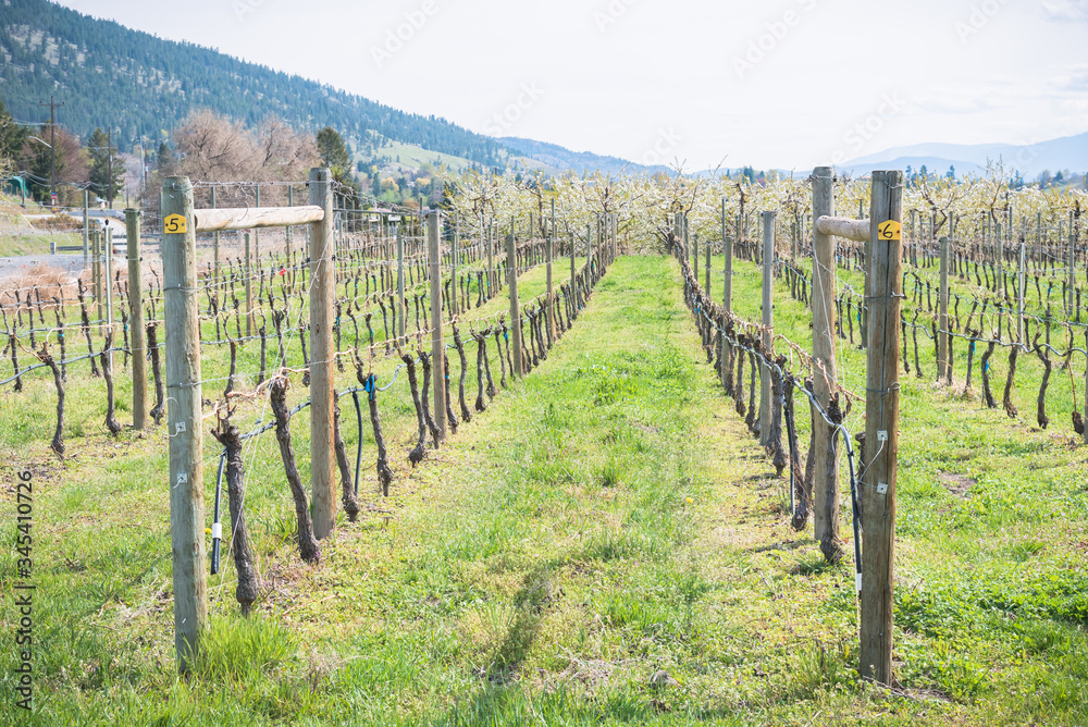 Close-up of grapevines and green grass in vineyard in springtime in Okanagan Valley