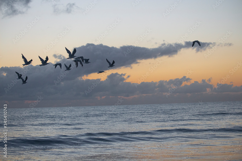birds flying sunset over sea 
