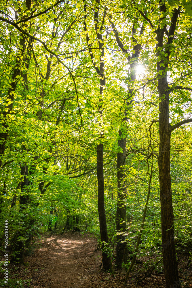 Sonnenstrahlen im Wald