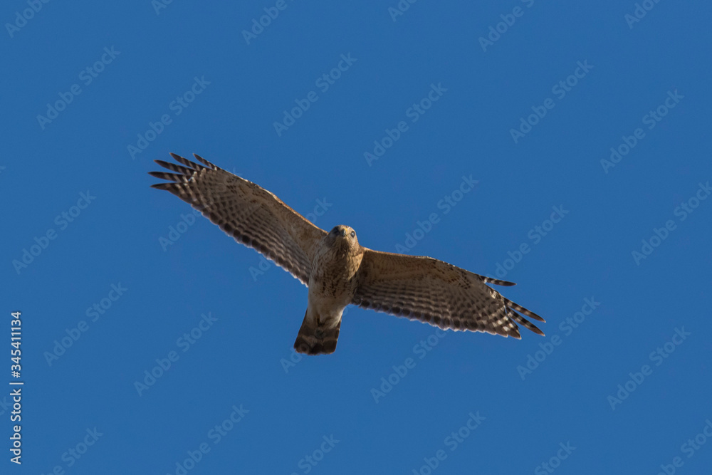 Obraz premium red-shouldered hawk in spring flying