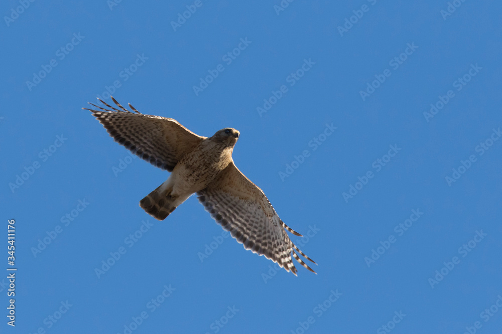 Obraz premium red-shouldered hawk in spring flying