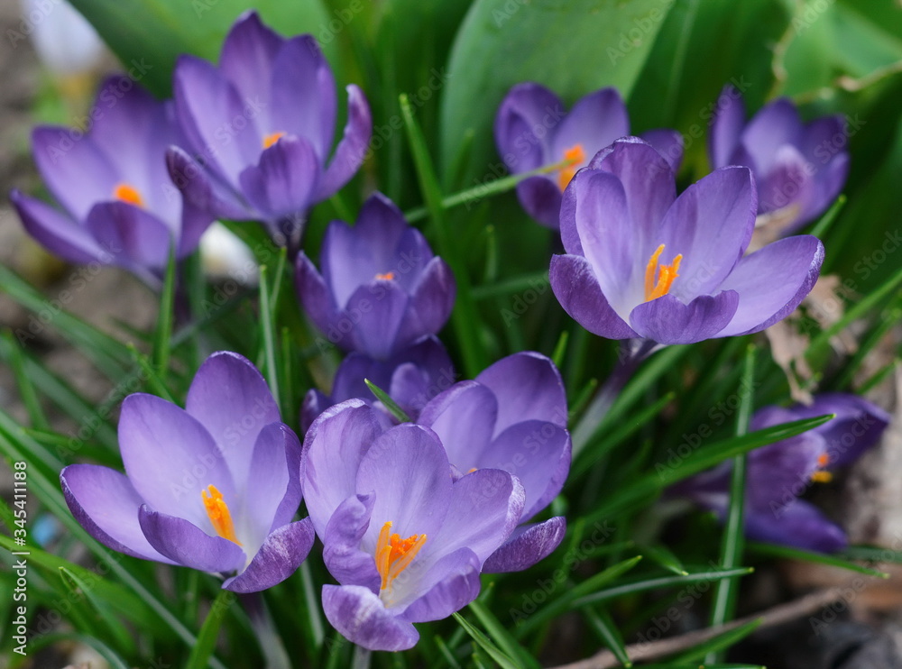 View of magic blooming spring flowers crocus growing in wildlife. Purple crocus growing from earth outside. View of magic blooming spring flowers crocus growing in wildlife. Purple crocus growing from earth outside.