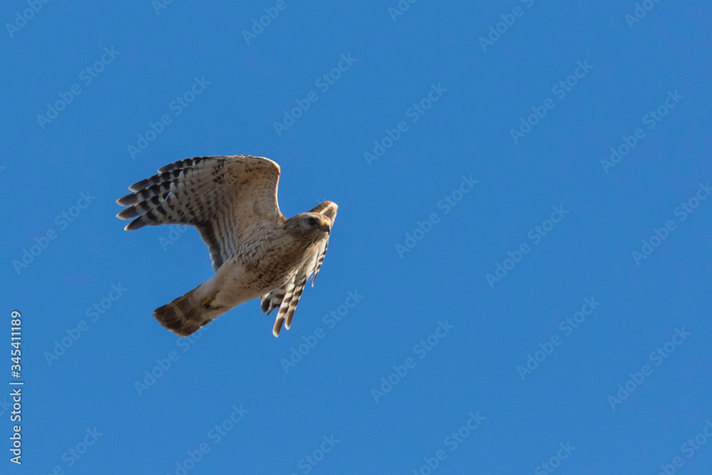 Obraz premium red-shouldered hawk in spring flying