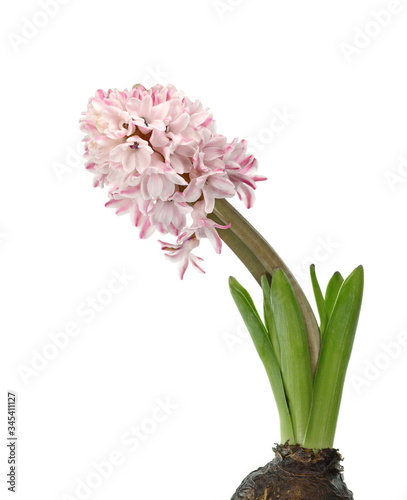 Pink Hyacinth flower bouquet with root  Hyacinthus orientalis isolated on white backround