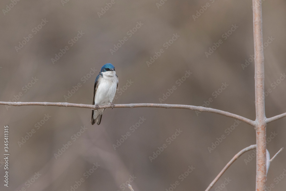 Obraz premium tree swallow (Tachycineta bicolor) nesting 