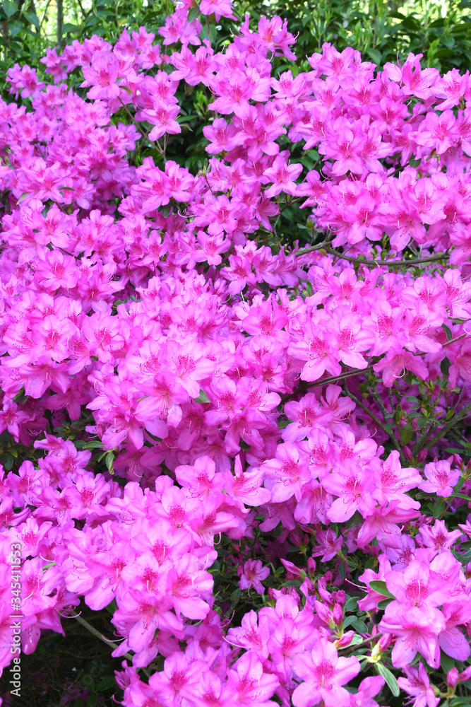 Closeup of the blooming flowers of a Pink Formosa Azalea plant