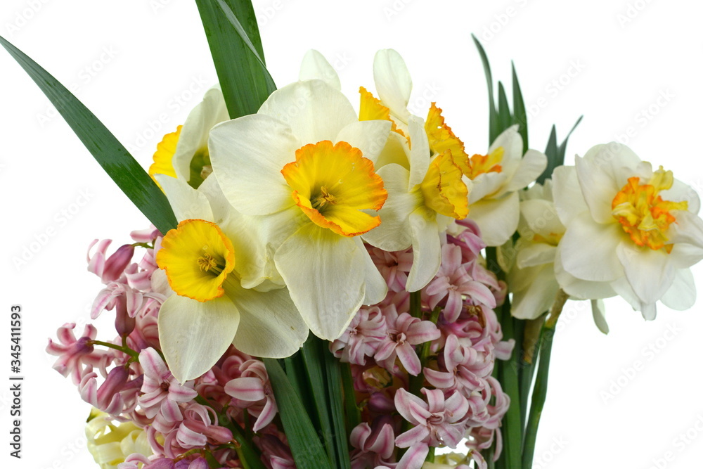 Spring bouquet of flowers isolated on white background. Blue Hyacinth flower bouquet, Hyacinthus orientalis and Yellow daffodil.