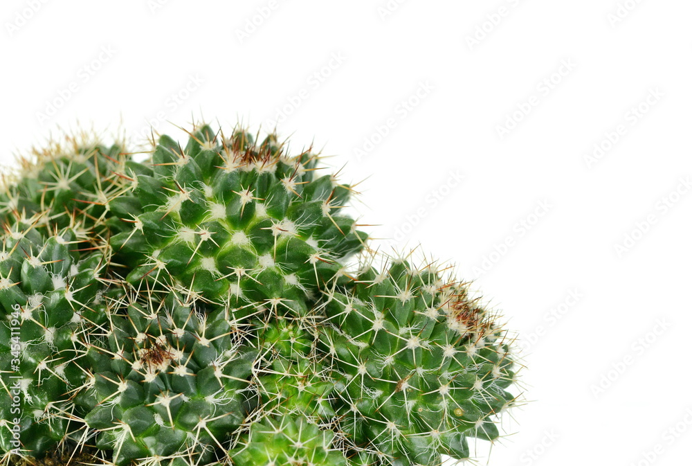 Cactus isolated on white background. Cactus isolated on white background.