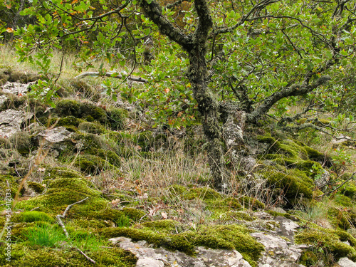 wild deciduous moss-covered Mediterranean forest with boulders and fallen trees