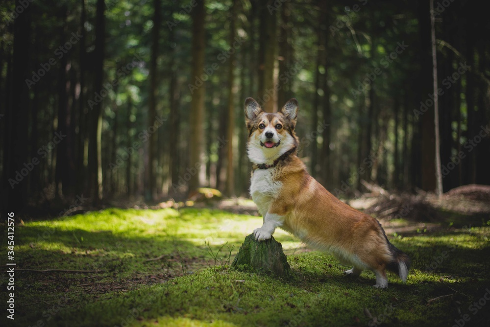 Welsh corgi pembroke dog portrait in a forest Welsh corgi pembroke dog portrait in a forest