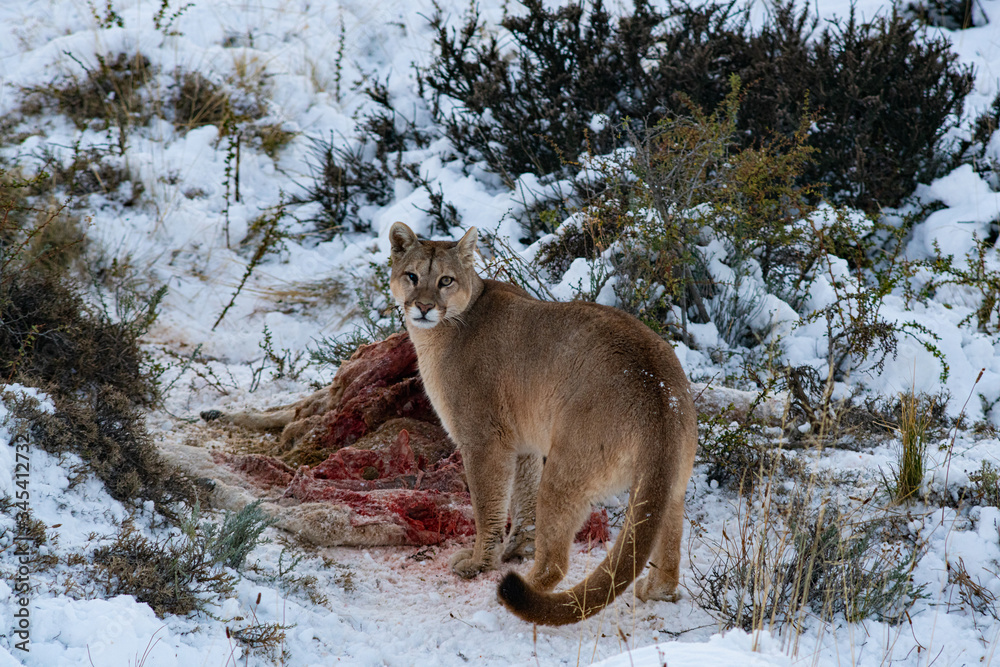 Fotka „Puma in the wild in Torres del paine National Park, approaching the  body of a dead guanaco to feed, during the winter surrounded by snow“ ze  služby Stock | Adobe Stock