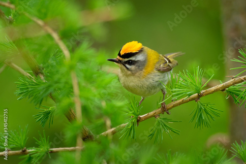 Firecrest - Regulus ignicapilla small forest bird with the yellow crest singing in the dark forest, sitting on the larch branch, very small passerine bird in the kinglet family