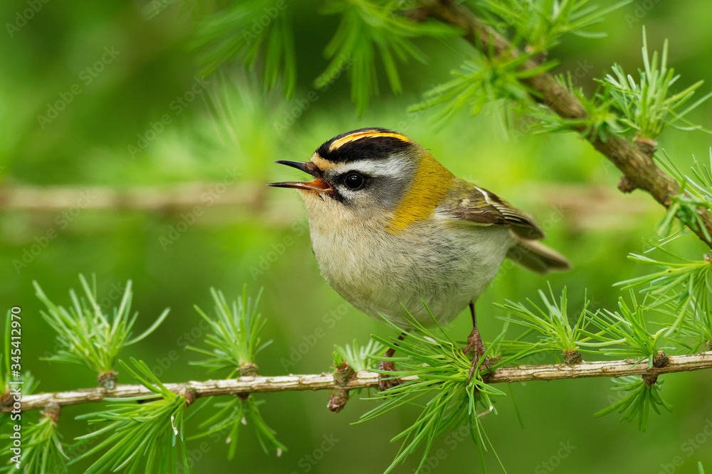 Firecrest - Regulus ignicapilla small forest bird with the yellow crest singing in the dark forest, sitting on the larch branch, very small passerine bird in the kinglet family