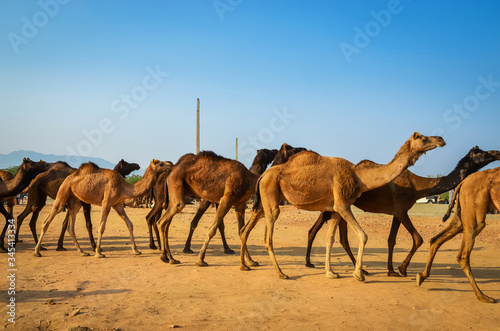 Camels at Pushkar Camel Fair  Pushkar Mela  in Pushkar  Rajasthan  India