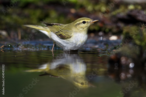 Icterine Warbler, Hippolais icterina in the wild nature on a green background.