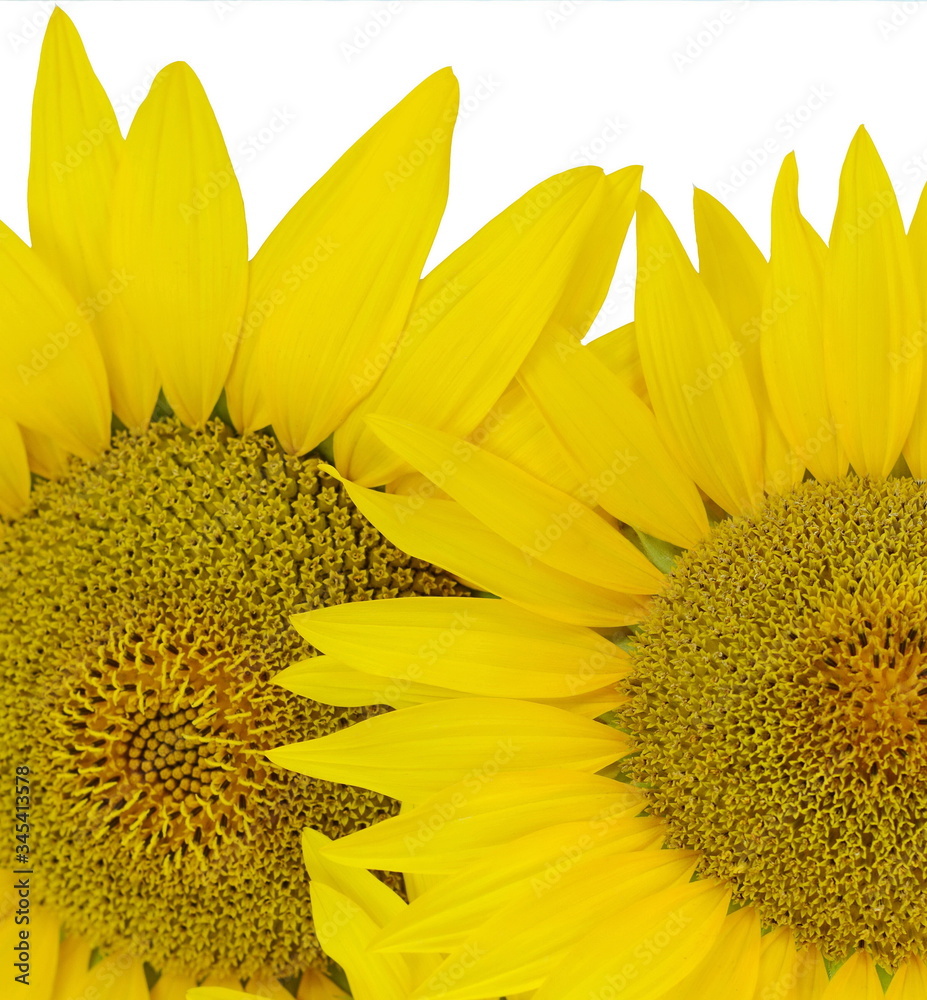 Naklejka premium Beautiful light yellow sunflower isolated 