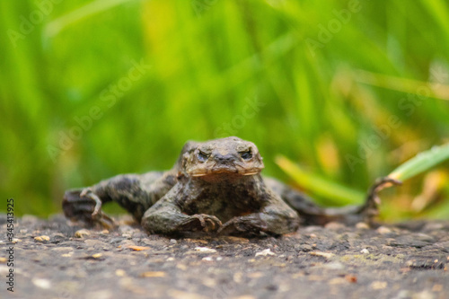 frog on the road