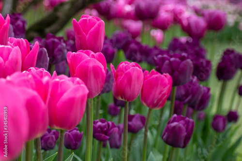 field of pink tulips