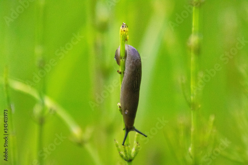 snail on grass photo