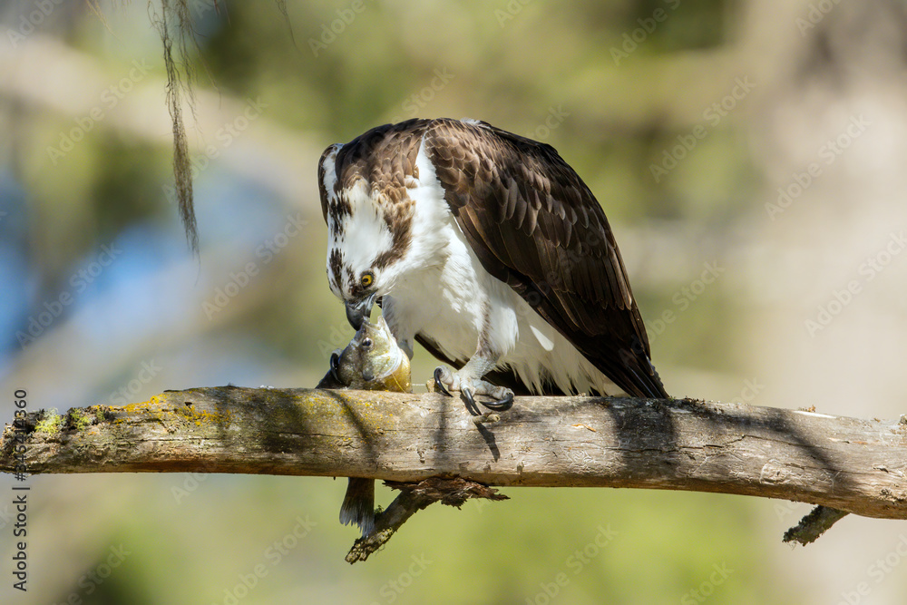 Fototapeta premium Osprey rips into a fish with its beak.