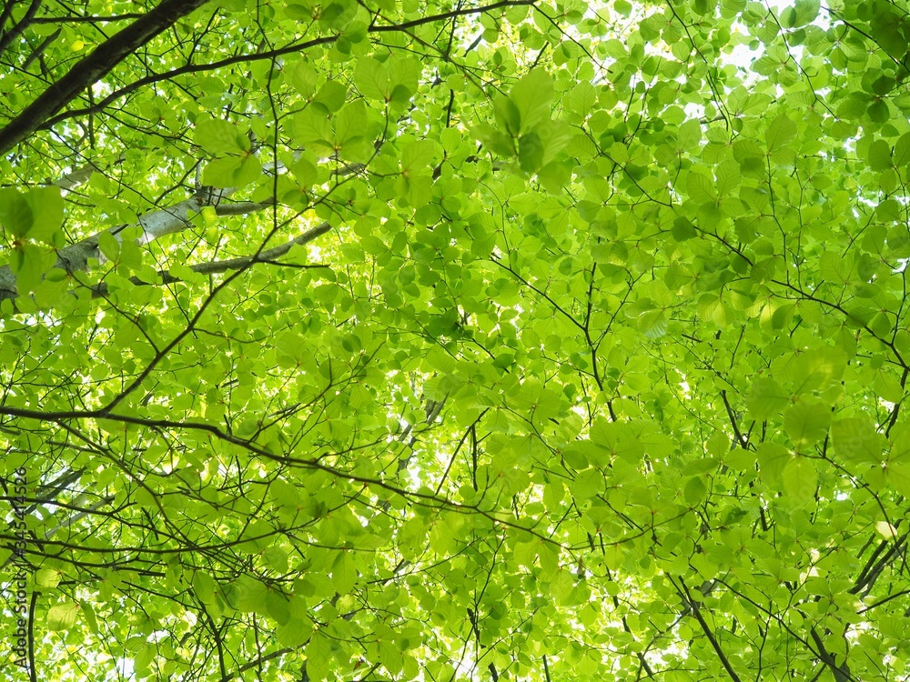 Buchenbäume - zarte grüne Blätter im Frühling Buchenbäume - zarte grüne Blätter im Frühling