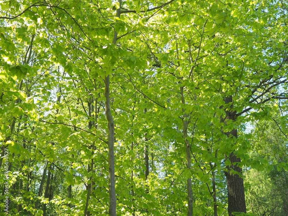 Fototapeta premium Buchenbäume - zarte grüne Blätter im Frühling 