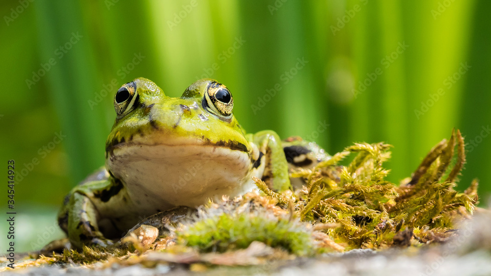 Obraz premium frog on the grass