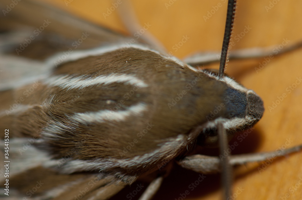 White-lined sphinx Hyles lineata. Cruz de Pajonales. Tejeda. Gran Canaria. Canary Islands. Spain.