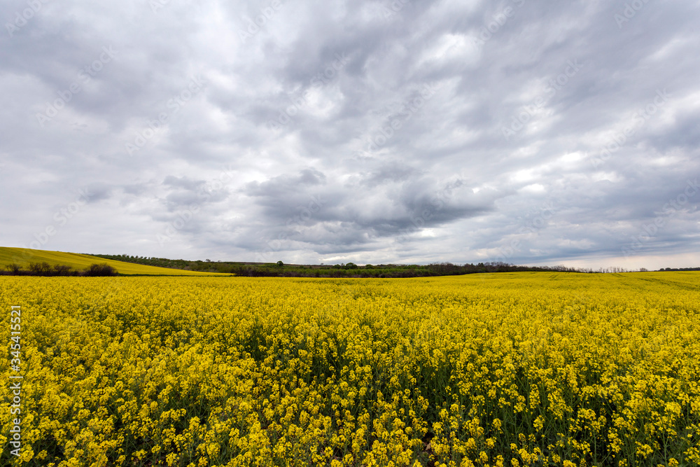 Rapeseed field under cloudy sky