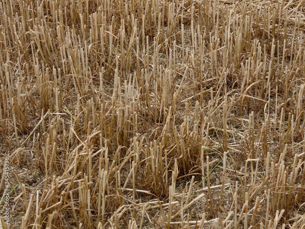 Fototapeta premium Wheat stubble close up