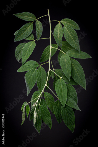 Leafs of the pigeon pea plant which turn into a healthy herb tea to strengthen immune system and other benefits. Low key studio still life of greenery herb contrasted against a dark background. photo