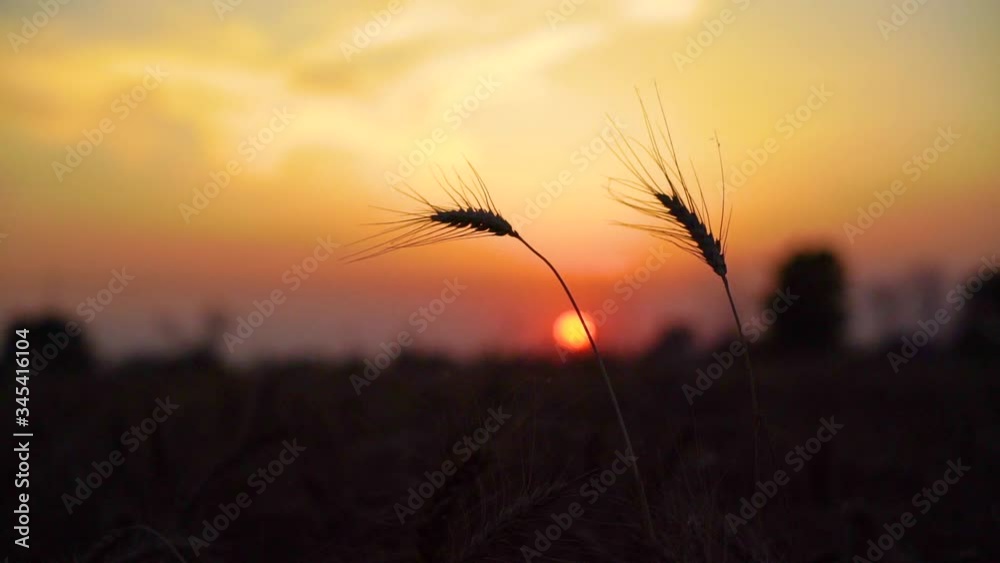 wheat field at sunset