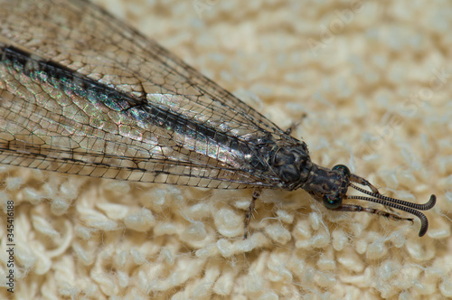 Antlion Myrmeleon alternans on a carpet. Cruz de Pajonales. Tejeda. Gran Canaria. Canary Islands. Spain. photo