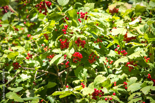 Red viburnum berries on branches with green leaves