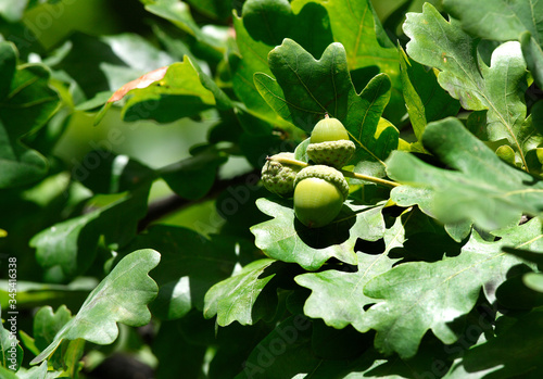 Light green young acorns between green shiny oak leaves
