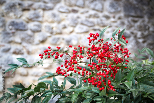 Beautiful red berries on the background of a stone wall