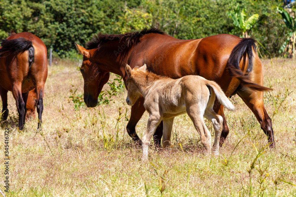 Fototapeta premium Stuten und Fohlen auf der Weide