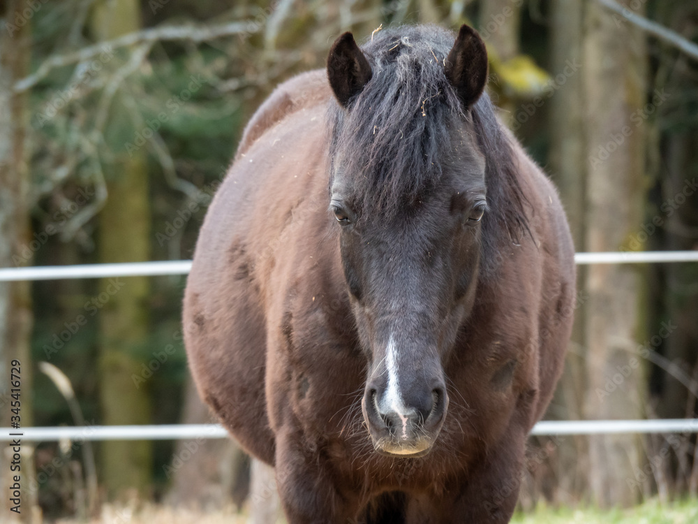 Black-brown horse standing on a pasture near the forest and looking sadly. Suitable for backgrounds