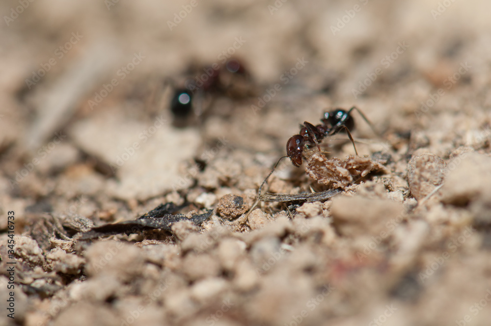 Ant Messor minor maurus. Integral Natural Reserve of Inagua. Gran Canaria. Canary Islands. Spain.