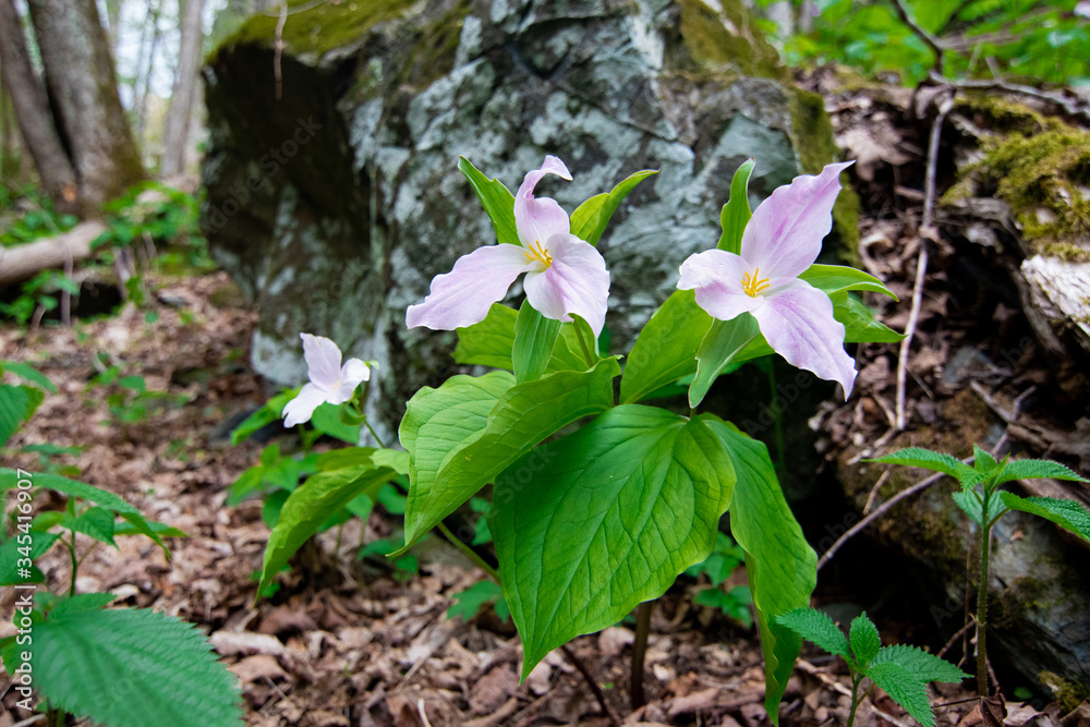 Appalachian Mountain Wildflowers in Spring Appalachian Mountain Wildflowers in Spring