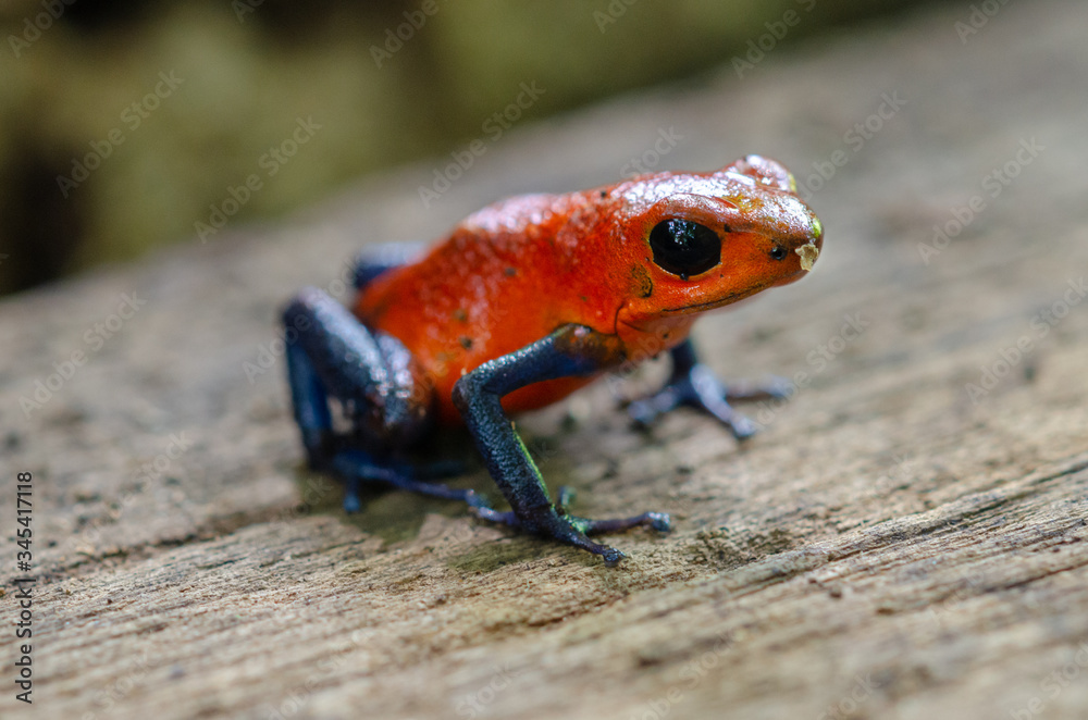Fototapeta premium Strawberry Poison-Dart Frog