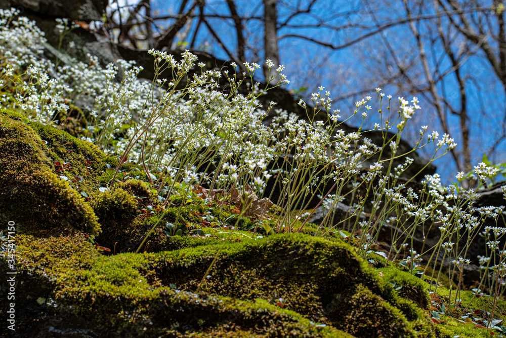 Appalachian Mountain Wildflowers in Spring Appalachian Mountain Wildflowers in Spring