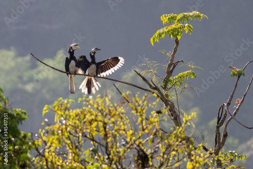 Oriental pied hornbills (Anthracoceros albirostris) in Taman Negara, Malaysia photo