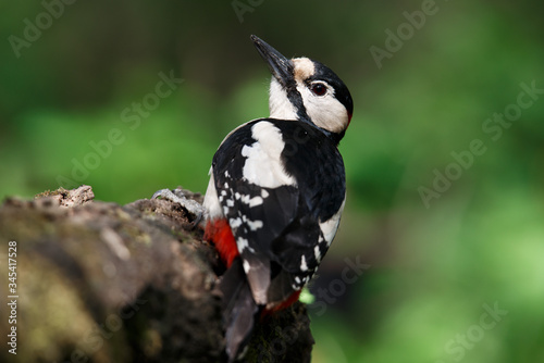 a woodpecker on a perch looks around for food. Great Spotted Woodpecker.