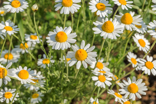 Bloom. Chamomile. Blooming chamomile field  chamomile flowers on  meadow in summer  selective focus  blur. Beautiful nature scene with blooming medical daisies on sun day. Beautiful meadow background