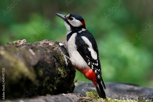 a woodpecker on a perch looks around for food. Great Spotted Woodpecker. © Aleksei Zakharov