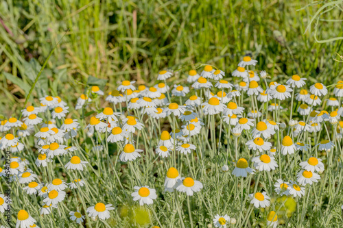 Bloom. Chamomile. Blooming chamomile field, chamomile flowers on meadow in summer, selective focus, blur. Beautiful nature scene with blooming medical daisies on sun day. Beautiful meadow background