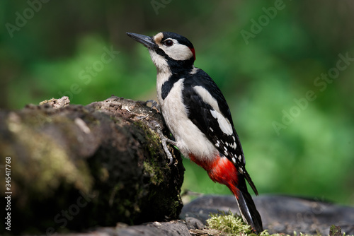 a woodpecker on a perch looks around for food. Great Spotted Woodpecker.