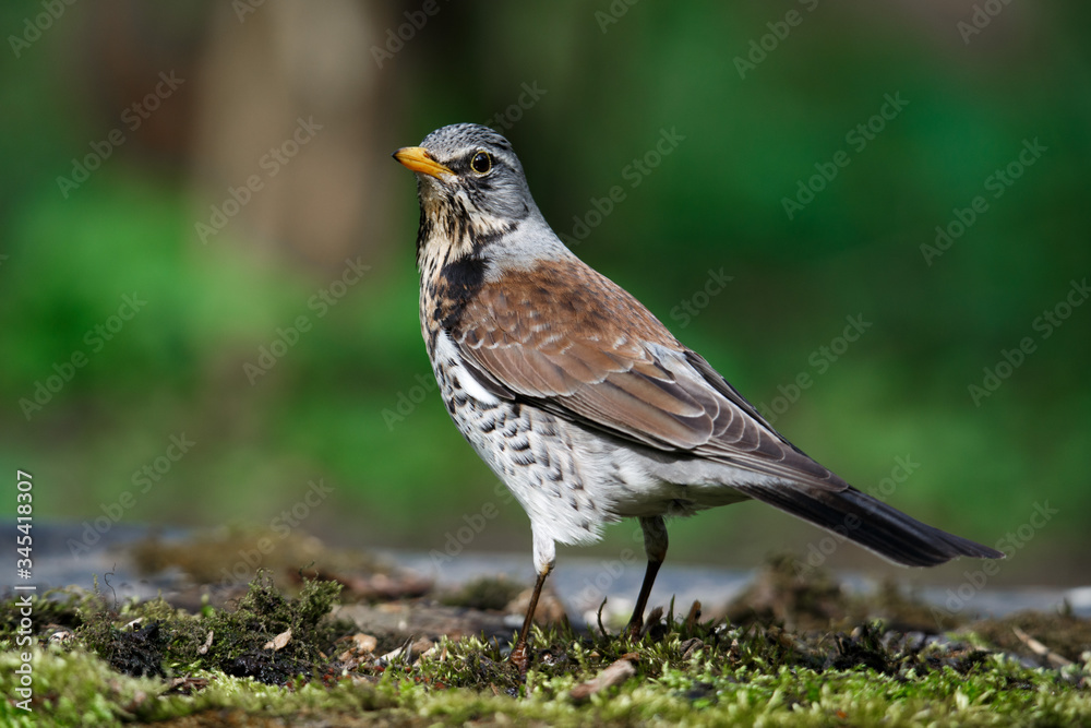 thrush the Fieldfare near the water in spring against the background of greenery thrush the Fieldfare near the water in spring against the background of greenery